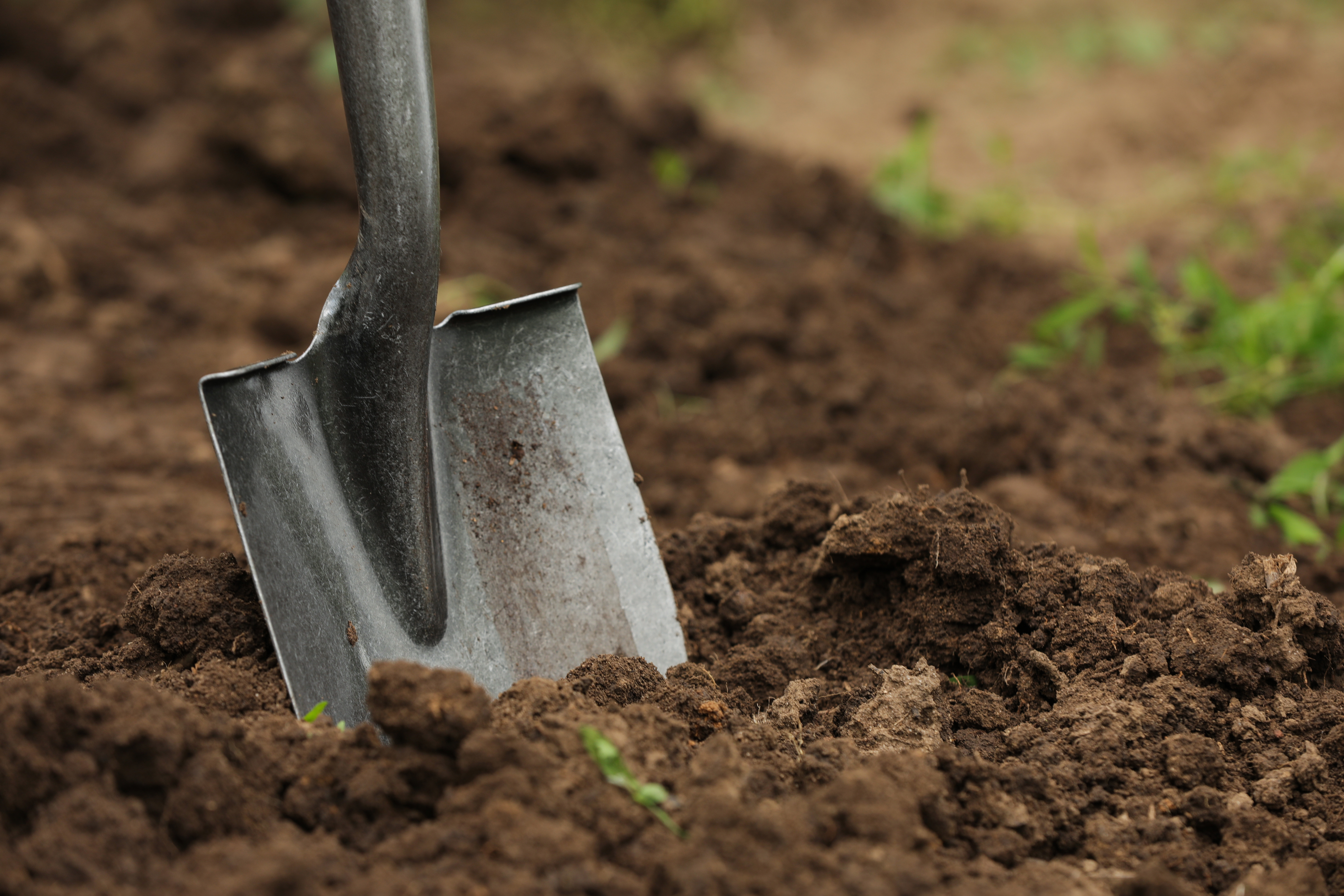 Shovel standing upright in the soil.